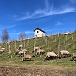 DOMAINE DE L’ARBESSIEUX